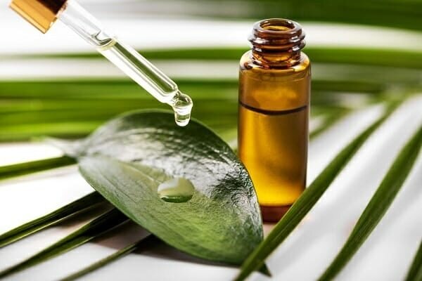 Trị nhức răng bằng tinh dầu tràm trà
