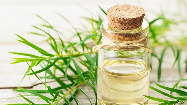 Tổng hợp những mẹo chữa đau răng dân gian hiệu quả và đơn giản Chữa đau răng bằng dầu tràm trà