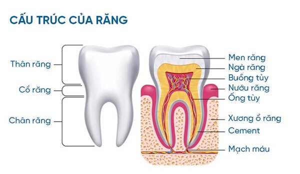 Cấu tạo của răng số 8 Cấu tạo của răng số 8