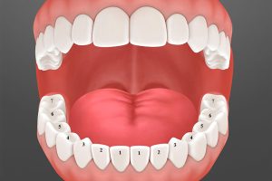 Người trưởng thành có bao nhiêu chiếc răng?