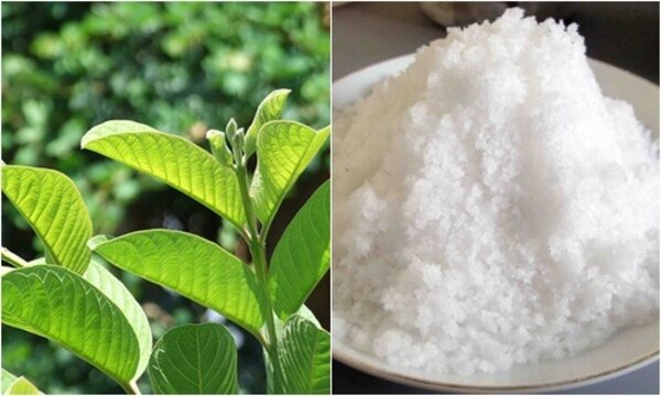 Dùng lá ổi hoặc muối hạt để giảm thiểu đau răng.