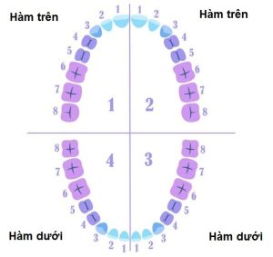 Răng cửa: cấu tạo, đặc điểm và cách chăm sóc hiệu quả nhất