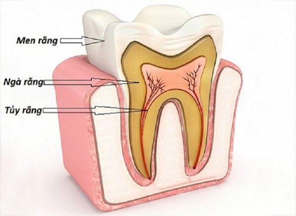 Răng cửa: cấu tạo, đặc điểm và cách chăm sóc hiệu quả nhất Cấu tạo của răng gồm men răng, ngà răng và tủy răng